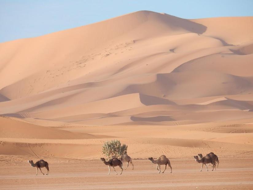 Auberge Sahara Garden Lac Yasmins Dış mekan fotoğraf